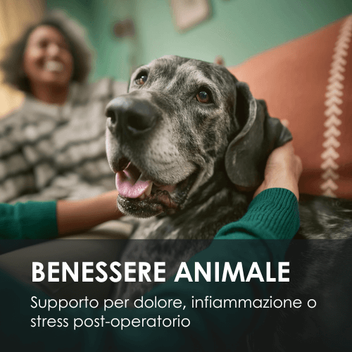 Eusphera - Equilibrio